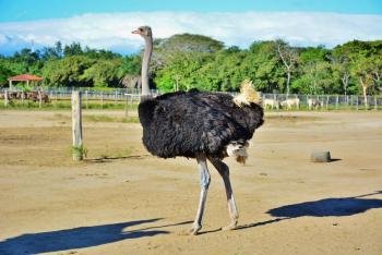 Tour de Safari, Guanacaste, Costa Rica photo